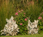 2022 09 12 LongFellowGardens 056
